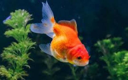 पालतू जानवर के रूप में रख सकते हैं ये 5 प्रकार की गोल्डफिश