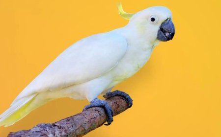 इंसानों की तरह बोल सकते हैं ये 5 पक्षी, जानिए इनके बारे में