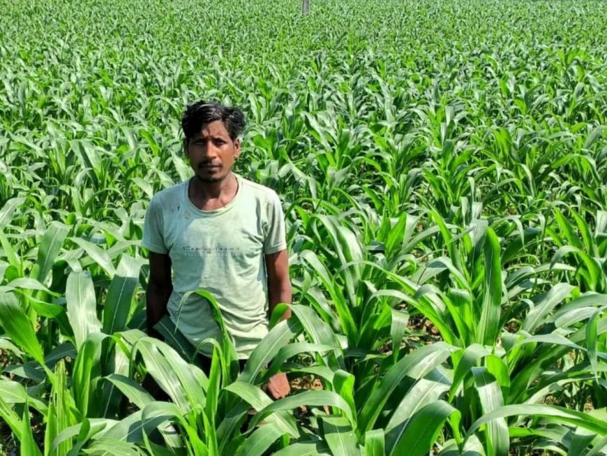 धान के बदले मक्का की खेती से किसान ने कमाया दुगुना मुनाफा