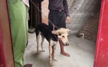 चीखता रहा मासूम, कुत्ता नोंचता रहा 11 साल के बच्चे की दर्दनाक मौत, मालिक गिरफ्तार