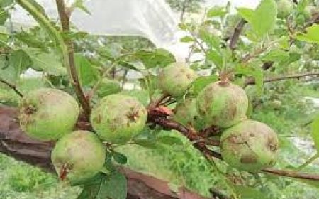 हिमाचल प्रदेश में बारिश से सोलन मंडी में सेब और टमाटर की फसलों को भारी नुकसान