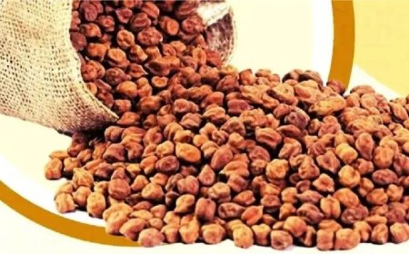 करोड़ों की चना खरीदी का टेण्डर सरकार हाईकोर्ट की शरण में 