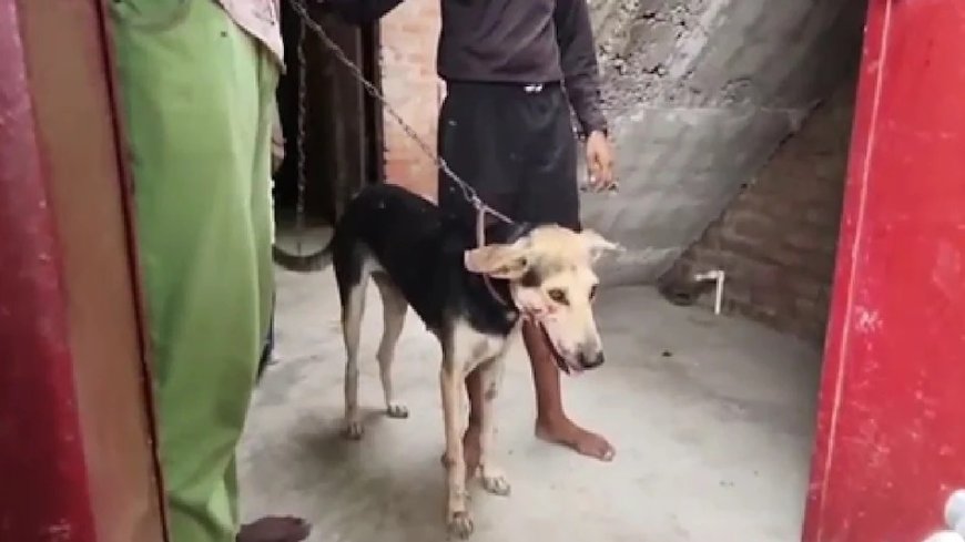 चीखता रहा मासूम, कुत्ता नोंचता रहा 11 साल के बच्चे की दर्दनाक मौत, मालिक गिरफ्तार
