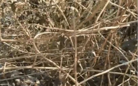 छत्तीसगढ़ के रायगढ़ जिले के संबलपुरी के करीब राजस्व जंगल में 2 ग्रामीणों की लाश मिली