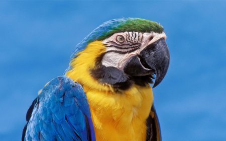 बेंगलुरु में पालतू मैकॉ को बचाना पड़ा भारी, मालिक की ऐसे चली गई जान