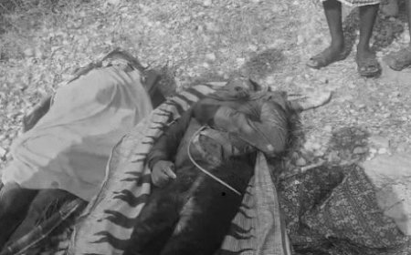 छत्तीसगढ़ के जशपुर में जंगली सूअर के शिकार के लिए बिछाए गए करंट की चपेट में आने से 2 युवकों की मौत