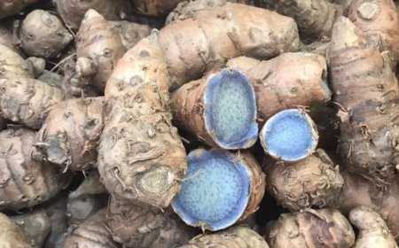 सर्दियों की बीमारियों को कहें अलविदा, रोजाना इस्तेमाल करें काली हल्दी