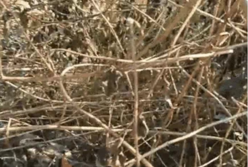 छत्तीसगढ़ के रायगढ़ जिले के संबलपुरी के करीब राजस्व जंगल में 2 ग्रामीणों की लाश मिली