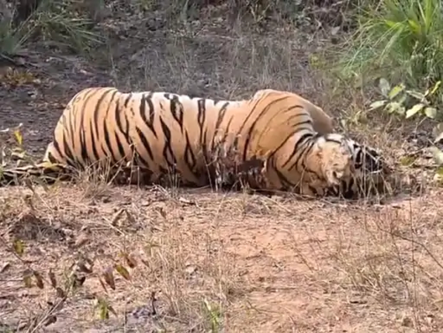 छत्तीसगढ़ में वन्यजीवों के शिकार की लगातार हो रही घटनाओं पर हाईकोर्ट ने स्वत: संज्ञान लिया