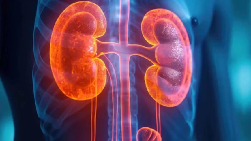 डायलिसिस से छुटकारा? वैज्ञानिकों ने खराब किडनी को दोबारा काम करने लायक बनाया