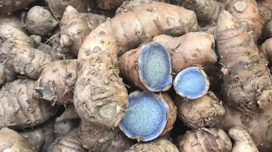 सर्दियों की बीमारियों को कहें अलविदा, रोजाना इस्तेमाल करें काली हल्दी