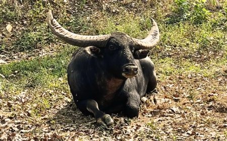 वन विभाग द्वारा पिछले दो दशकों से जिन वन भैंसों को शुद्ध नस्ल बताकर संरक्षण-संवर्धन पर करोड़ों रुपये खर्च किए गए, वे हाइब्रिड निकले