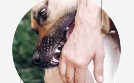 दिल्ली सरकार ने ह्यूमन रेबीज (इंसानों को रेबीज) को अब नोटिफायबल डिजीज घोषित कर दिया