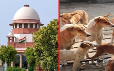 सुबह कौन सा कुत्ता किस मूड में, यह किसी को पता नहीं होता', आवारा कुत्तों पर सुप्रीम कोर्ट की टिप्पणी