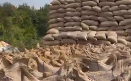 छत्तीसगढ़ में धान खरीदी का महाभियान तेज रफ्तार से आगे बढ़ रहा