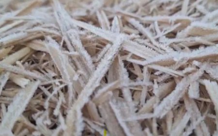 छत्तीसगढ़ में कड़ाके की ठंड का असर बना हुआ है। अगले चार दिन न्यूनतम तापमान में कोई बड़ा बदलाव नहीं होगा