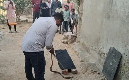 कोरबा के सिंगापुर क्षेत्र में बुधवार सुबह एक घर की रसोई में गैस सिलेंडर के पीछे फन फैलाए नाग मिलने से हड़कंप मच गया