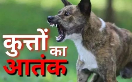 बालोद में आवारा कुत्तों का आतंक