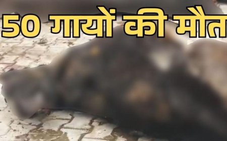 चंडीगढ़ में गौशाला में करीब 50 गायों के क्षत-विक्षत शव मिलने से हड़कंप