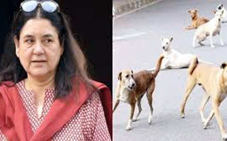 आवारा कुत्तों पर मेनका गांधी की बात पर नाराज हुए CJI, जानिए पूरा मामला