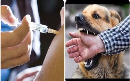 सुप्रीम कोर्ट सख्त: लोगों को रेबीज़ ही पता, जबकि कुत्तों को लगनी चाहिए 11 जरूरी वैक्सीन