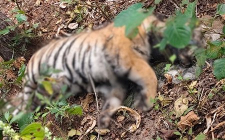 अचानकमार टाइगर रिजर्व में बाघों के बीच खूनी संघर्ष