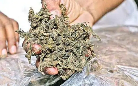 फिल्मी स्टाइल में महासमुंद में बैरियर तोड़कर फरार हुए महाराष्ट्र के गांजा तस्करों को विधानसभा पुलिस ने गिरफ्तार किया