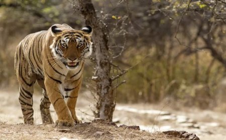 संजय टाइगर रिजर्व में लक्ष्मी की मस्तानी चाल, मॉर्निंग सफारी करने निकले पर्यटक रोमांचित