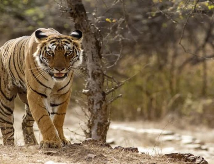 संजय टाइगर रिजर्व में लक्ष्मी की मस्तानी चाल, मॉर्निंग सफारी करने निकले पर्यटक रोमांचित