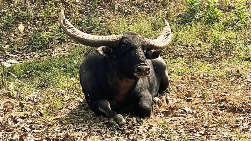 वन विभाग द्वारा पिछले दो दशकों से जिन वन भैंसों को शुद्ध नस्ल बताकर संरक्षण-संवर्धन पर करोड़ों रुपये खर्च किए गए, वे हाइब्रिड निकले