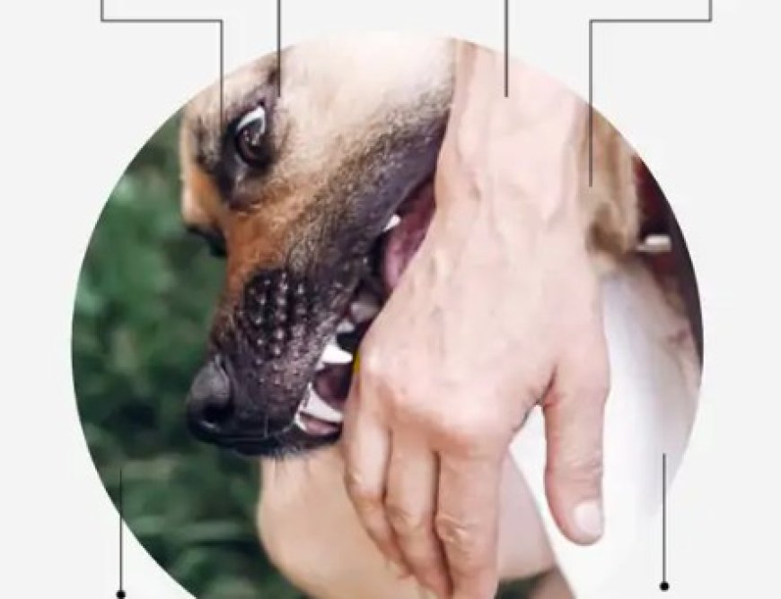 दिल्ली सरकार ने ह्यूमन रेबीज (इंसानों को रेबीज) को अब नोटिफायबल डिजीज घोषित कर दिया