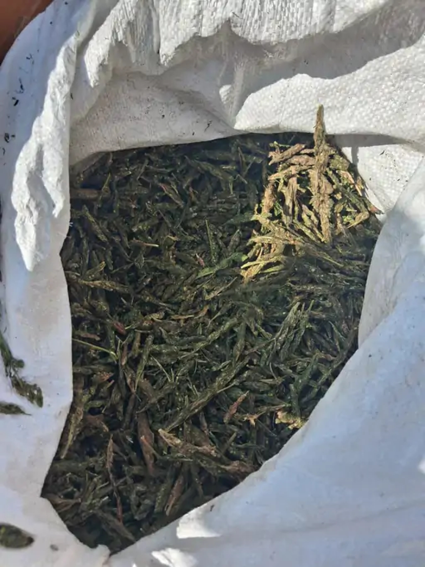 छत्तीसगढ़ के महासमुंद जिले में पुलिस ने एम्बुलेंस से 5 क्विंटल 20 किलो गांजा जब्त किया