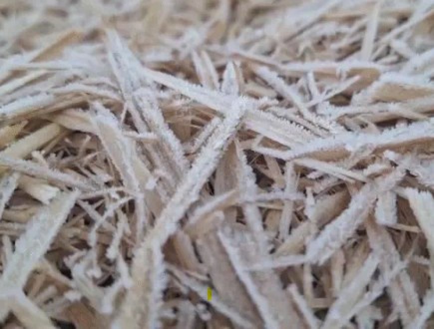 छत्तीसगढ़ में कड़ाके की ठंड का असर बना हुआ है। अगले चार दिन न्यूनतम तापमान में कोई बड़ा बदलाव नहीं होगा