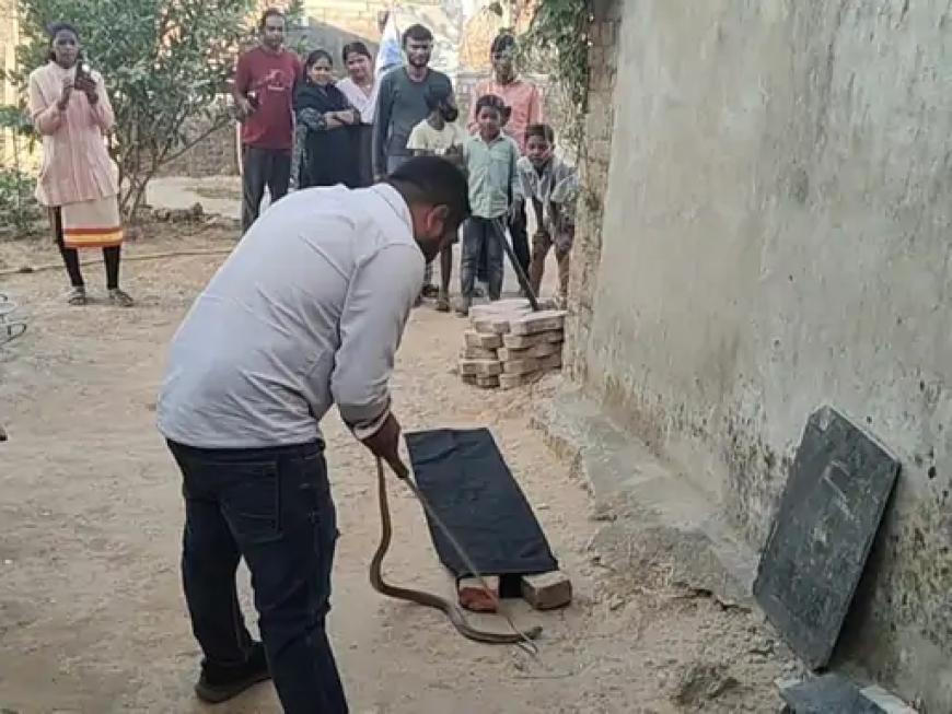 कोरबा के सिंगापुर क्षेत्र में बुधवार सुबह एक घर की रसोई में गैस सिलेंडर के पीछे फन फैलाए नाग मिलने से हड़कंप मच गया