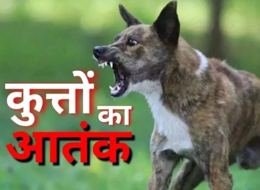 बालोद में आवारा कुत्तों का आतंक
