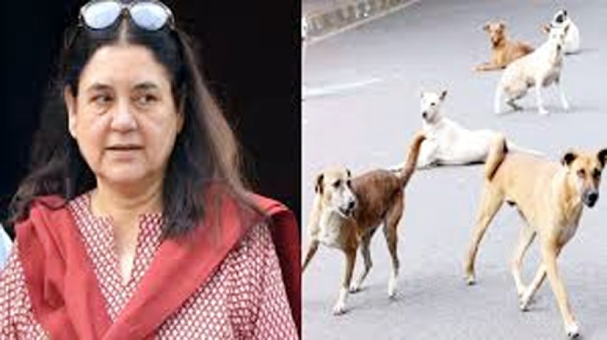 आवारा कुत्तों पर मेनका गांधी की बात पर नाराज हुए CJI, जानिए पूरा मामला