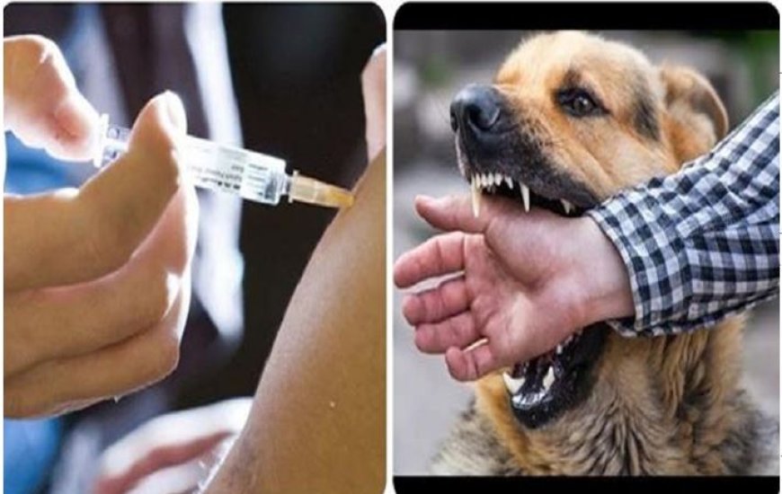 सुप्रीम कोर्ट सख्त: लोगों को रेबीज़ ही पता, जबकि कुत्तों को लगनी चाहिए 11 जरूरी वैक्सीन