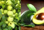Avocado vs Guava: सेहत के लिए कौन सा फल है ज्यादा फायदेमंद?