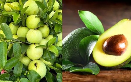 Avocado vs Guava: सेहत के लिए कौन सा फल है ज्यादा फायदेमंद?