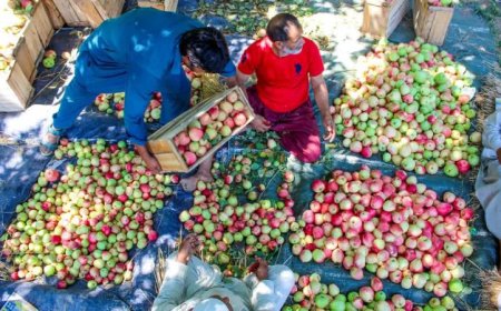 अमेरिकी सेब आयात का डर: ट्रेड डील से घरेलू सेब किसानों की रोज़ी-रोटी पर खतरा
