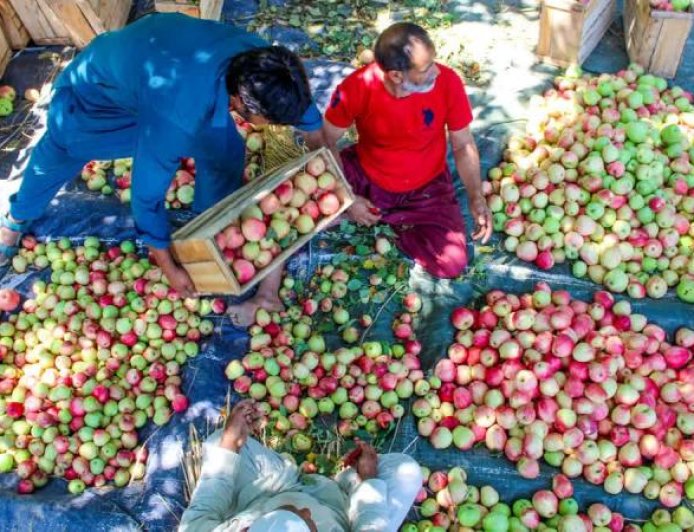 अमेरिकी सेब आयात का डर: ट्रेड डील से घरेलू सेब किसानों की रोज़ी-रोटी पर खतरा