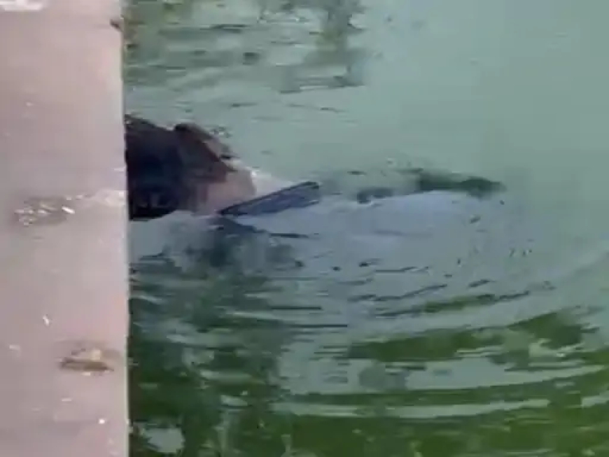 रायपुर के कंकाली पारा तालाब में शनिवार को एक युवक की लाश मिली