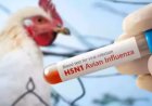 Bilaspur Bird Flu Alert: 5 हजार मुर्गियों की मौत के बाद हड़कंप, खुले में फेंके गए शव