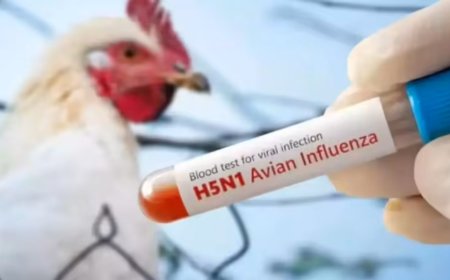 Bilaspur Bird Flu Alert: 5 हजार मुर्गियों की मौत के बाद हड़कंप, खुले में फेंके गए शव