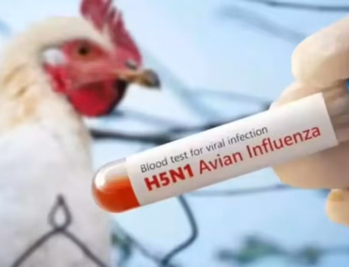 Bilaspur Bird Flu Alert: 5 हजार मुर्गियों की मौत के बाद हड़कंप, खुले में फेंके गए शव