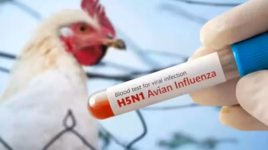Bilaspur Bird Flu Alert: 5 हजार मुर्गियों की मौत के बाद हड़कंप, खुले में फेंके गए शव