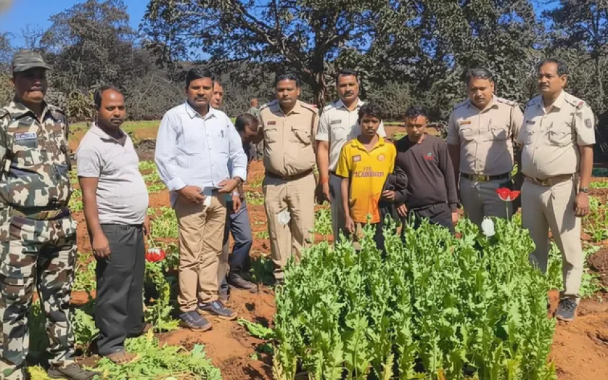 अफीम खेती मामले में नया मोड़: शिकायत करने वाला सरपंच बर्खास्त, चुनावी हलफनामे में केस छिपाने का आरोप साबित